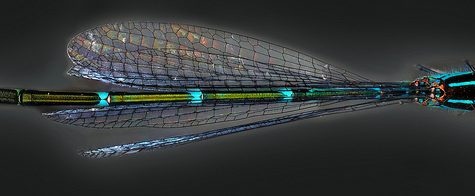 Damselfly Panoramic