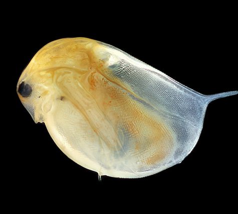 Daphnia