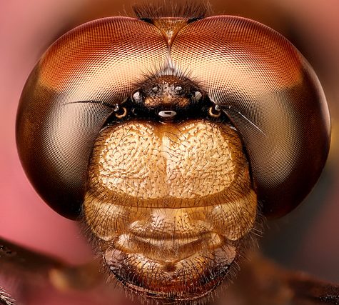 Dragonfly Face