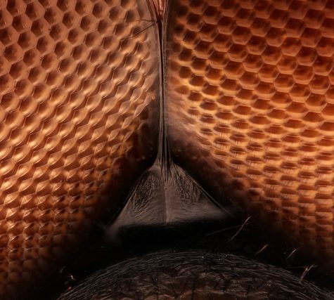 Dragonfly Face, High Magnification