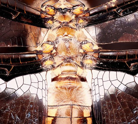 Dragonfly Wing Configuration
