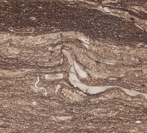 Gold and Silver in Thin Section