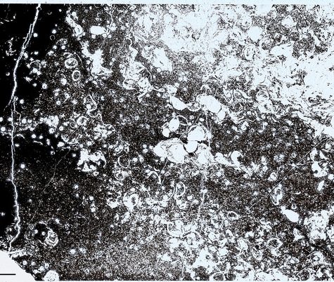 Gold and Silver in Thin Section