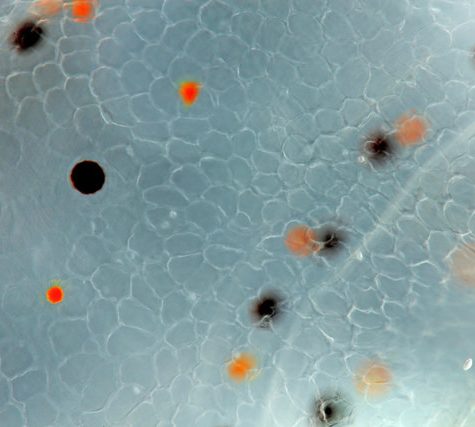 Hawaiian Bobtail Squid Theme (Juvenile): Chromatophores