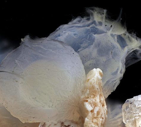 Hawaiian Bobtail Squid Theme (Juvenile): Research by Dr. Spencer Nyholm