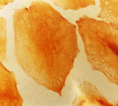 Hawaiian Bobtail Squid Theme (Juvenile): Research by Dr. Spencer Nyholm