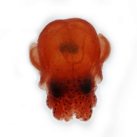 Hawaiian Bobtail Squid Theme (Juvenile): Research by Dr. Spencer Nyholm