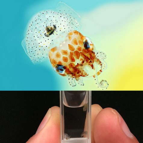 Hawaiian Bobtail Squid Theme (Juvenile): Research by Dr. Spencer Nyholm