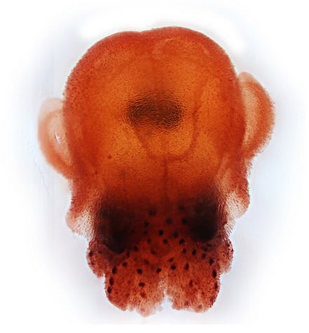 Hawaiian Bobtail Squid Theme (Juvenile): Research by Dr. Spencer Nyholm