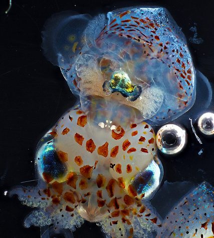 Hawaiian Bobtail Squid Theme (Juvenile): Research by Dr. Spencer Nyholm
