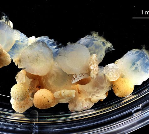 Hawaiian Bobtail Squid Theme (Juvenile): Research by Dr. Spencer Nyholm