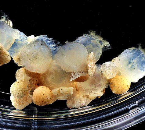 Hawaiian Bobtail Squid Theme (Juvenile): Research by Dr. Spencer Nyholm