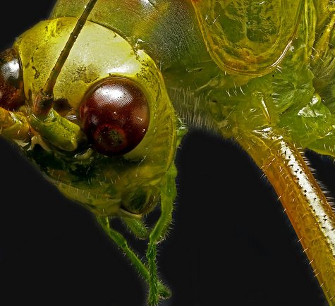 Katydid, Coventry CT