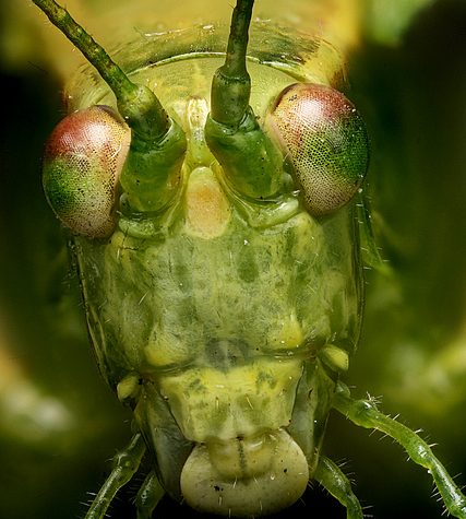 Katydid, Coventry CT