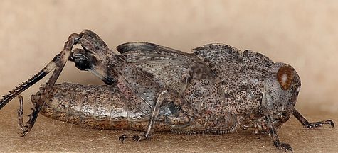 Katydid, Coventry CT