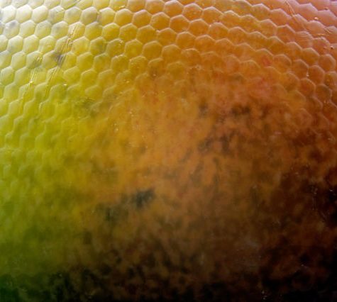 Katydid, Coventry CT