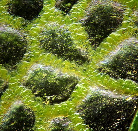 Katydid, Coventry CT