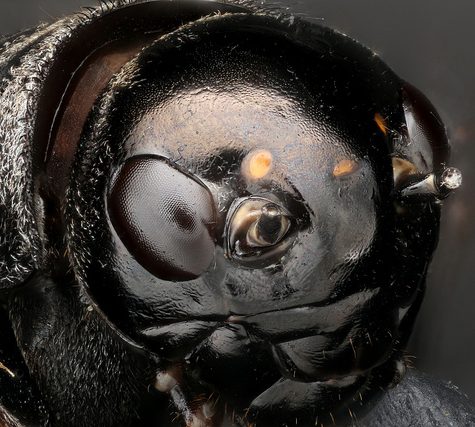 Katydid, Coventry CT