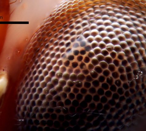 Katydid, Coventry CT