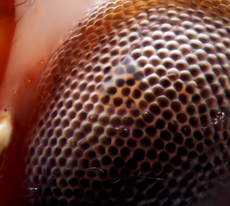 Katydid, Coventry CT