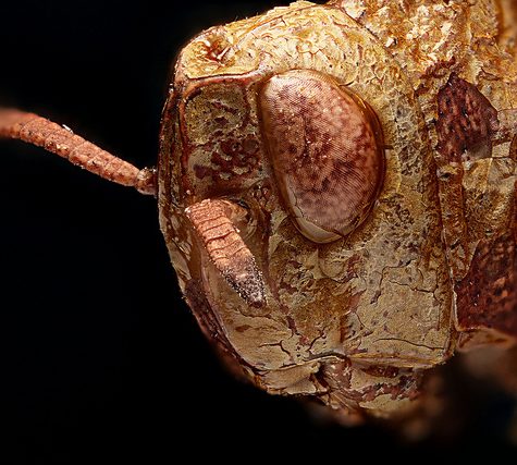 Katydid, Coventry CT