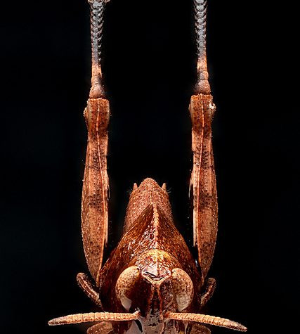 Katydid, Coventry CT