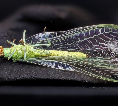 Lacewing