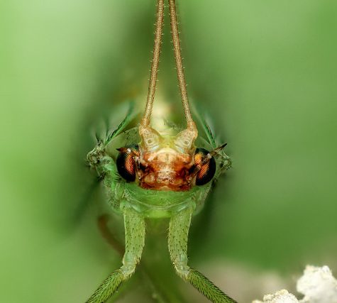 Lacewing