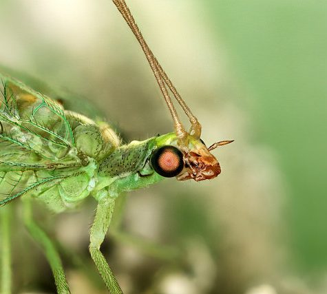 Lacewing
