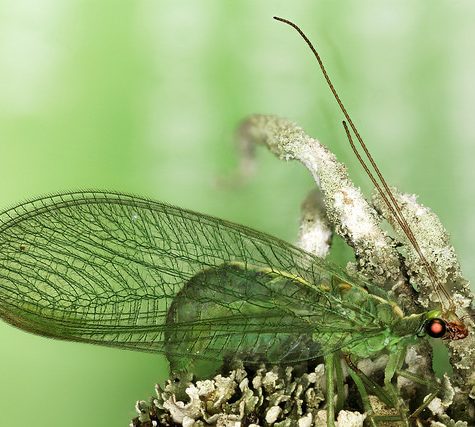 Lacewing
