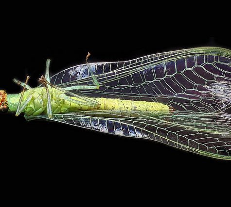 Lacewing