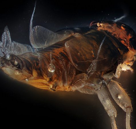 Lice Transmitted Light