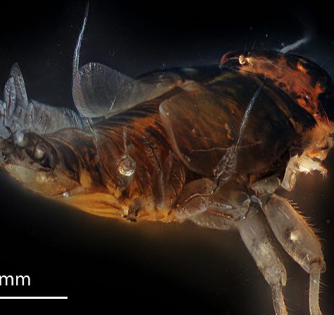 Lice Transmitted Light