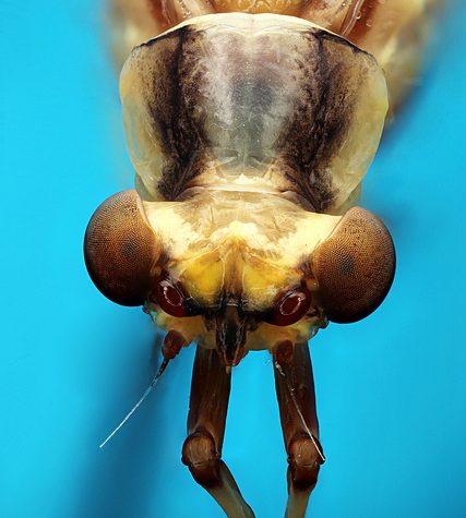 Lice Transmitted Light