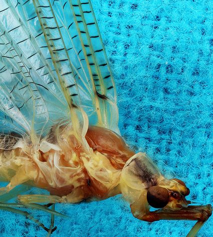 Lice Transmitted Light