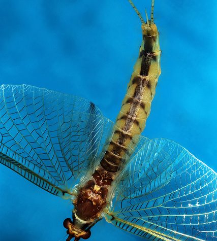 Lice Transmitted Light