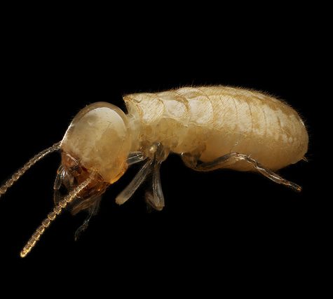 Lice Transmitted Light