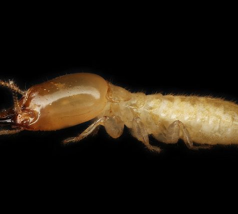 Lice Transmitted Light