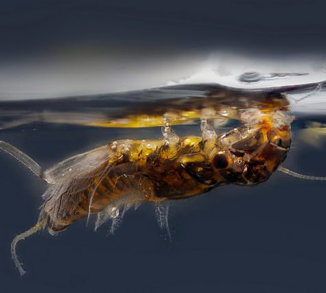 Lice Transmitted Light