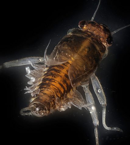 Lice Transmitted Light