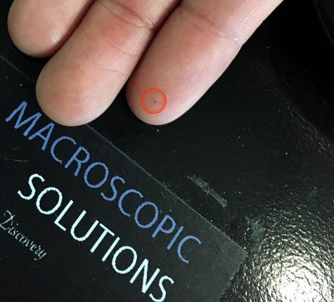 Podura aquatica, for scale