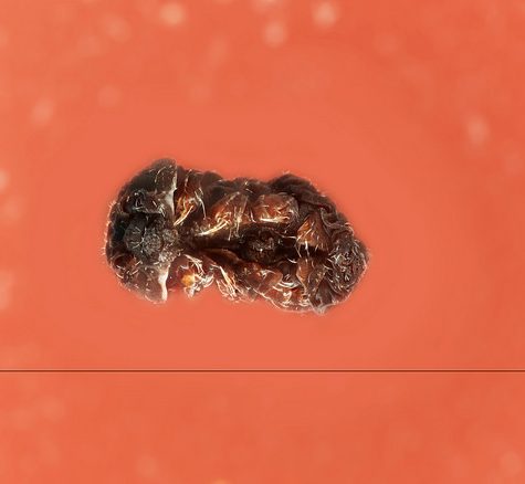 Podura aquatica, Found in Pond Water, Tolland CT