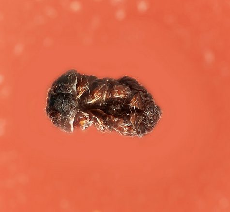 Podura aquatica, Found in Pond Water, Tolland CT