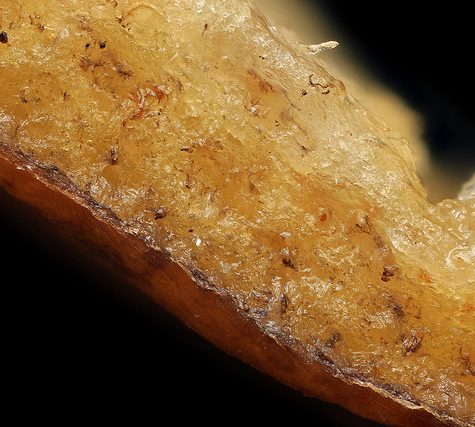 Potassium bitartrate, Cream of Tartar buildup on Wine Cork after bottling.  Otherwise called Wine Diamonds.