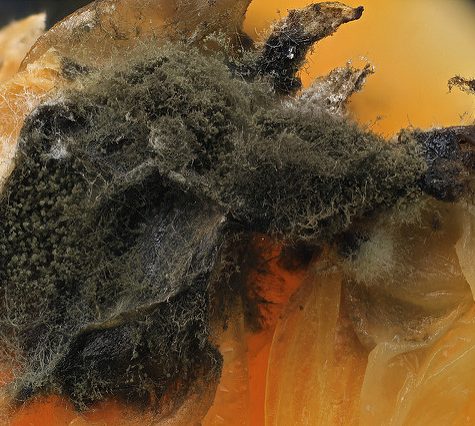 Potassium bitartrate, Cream of Tartar buildup on Wine Cork after bottling.  Otherwise called Wine Diamonds.