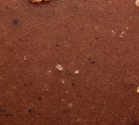 Potassium bitartrate, Cream of Tartar buildup on Wine Cork after bottling.  Otherwise called Wine Diamonds.