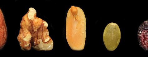 Potassium bitartrate, Cream of Tartar buildup on Wine Cork after bottling.  Otherwise called Wine Diamonds.