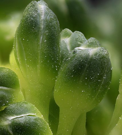 Potassium bitartrate, Cream of Tartar buildup on Wine Cork after bottling.  Otherwise called Wine Diamonds.