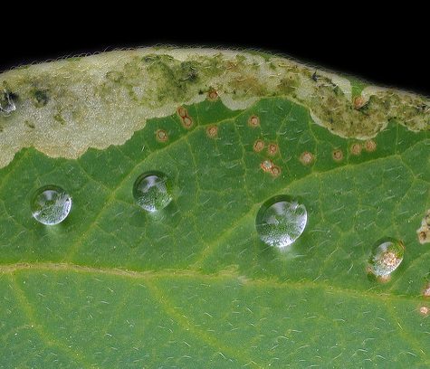 Snowflake from Coventry, CT