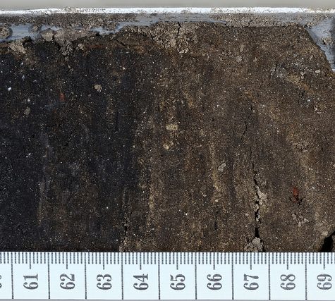 Soil and Root Sample